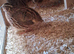Coturnix quail breeding group