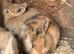 Lop baby bunnie 8 weeks old.
