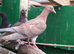 pigeons for sale
