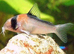 Cory Catfish