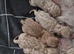 Stunning cavapoochon puppiu