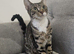 Female tabby cat