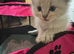 Ragdoll kittens for sale