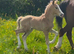 Freebank Gucci Welsh C filly