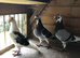 3 Jan Arden cocks