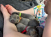 Pure Blue Staffordshire Bull Terrier Pups!