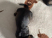 Teckel puppies