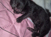 Beautiful litter of 3