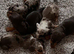 Stunning Miniature Dachsund Puppies