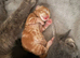 READY NOW 1kittens left
