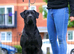 The best Puppiesin the UK