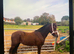 !12hh SHOW/LEAD REIN/RIDDEN!
