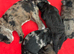 Kc health tested red miniature poodle stud also black phantom