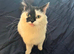 Gorgeous female turkish van cat spayed
