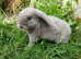 Plush Mini lop