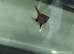 Red Devil Angelfish