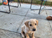 Labarador cross puppies