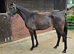 Lovely Connemara x TB filly