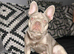 Male French bulldog