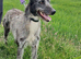 Lurcher dog 4yr old