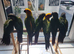 Hand reared baby conures