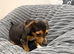 Traditional print Jack Russel boy puppy