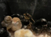 Rainbow chicks
