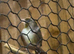 Goldfinch muld