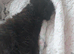 Main coon cross black male kitten 13 weeks