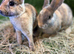 Bunnies for sale now!