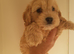 Gold cockapoo puppies