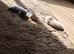 British Shorthair Kittens