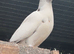 Mixed Variety Of Pigeons For Sale In Loughton
