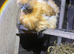 Silkie point of lay females