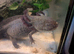 Our beautiful axolotl needs a new home
