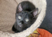 Kittens for rehoming