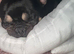 French bull dog for stud