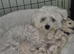 Home-Raised F1 Maltipoo Puppy – ready Now