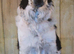 Collie Bitch for sale