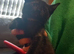 2 Litters of beautiful kittens