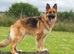 Beautiful German shepherd puppies