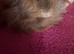 Peruvian Red /lilac point boar 3 mths old