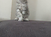 Kitties