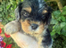 Cottage Cavapoo puppies 5* Council reg’d