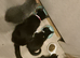 2 ragdoll mix kittens
