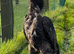 O shamo chicks