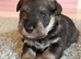 2 beautiful mini schnauzer pups