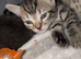 Female tabby kitten 5 weeks (ready in 3 weeks )