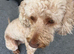 A beautiful male cockapoo called Bailey.