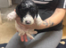 5 adorable cockapoo puppies
